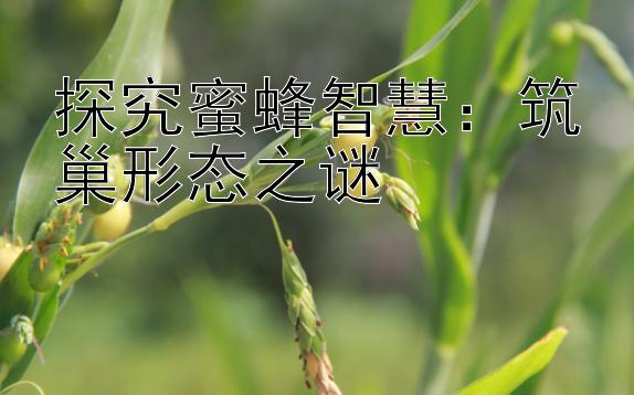 探究蜜蜂智慧：筑巢形态之谜